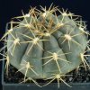 Gymnocalycium_hamatum_1